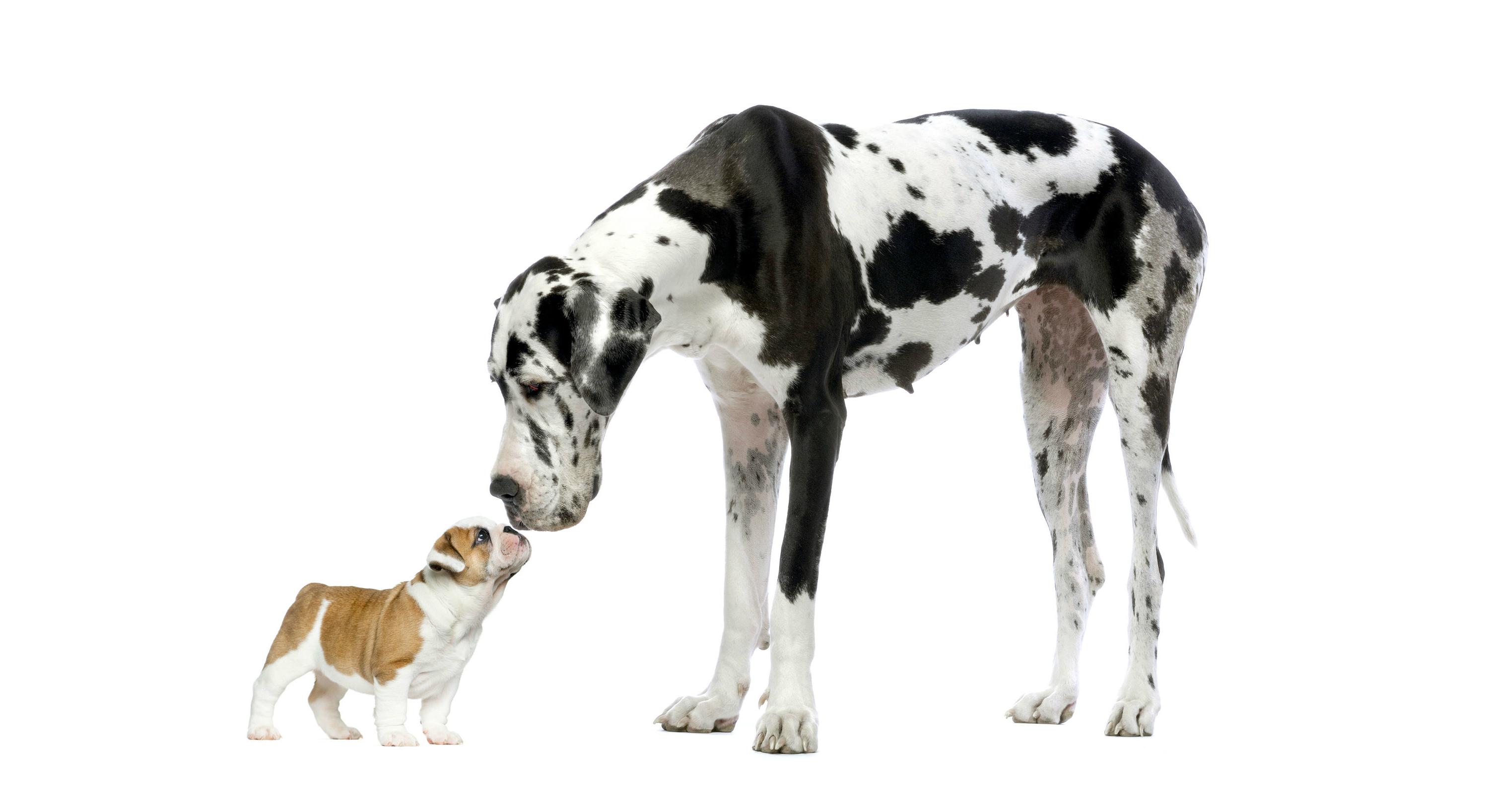 big dog and small dog